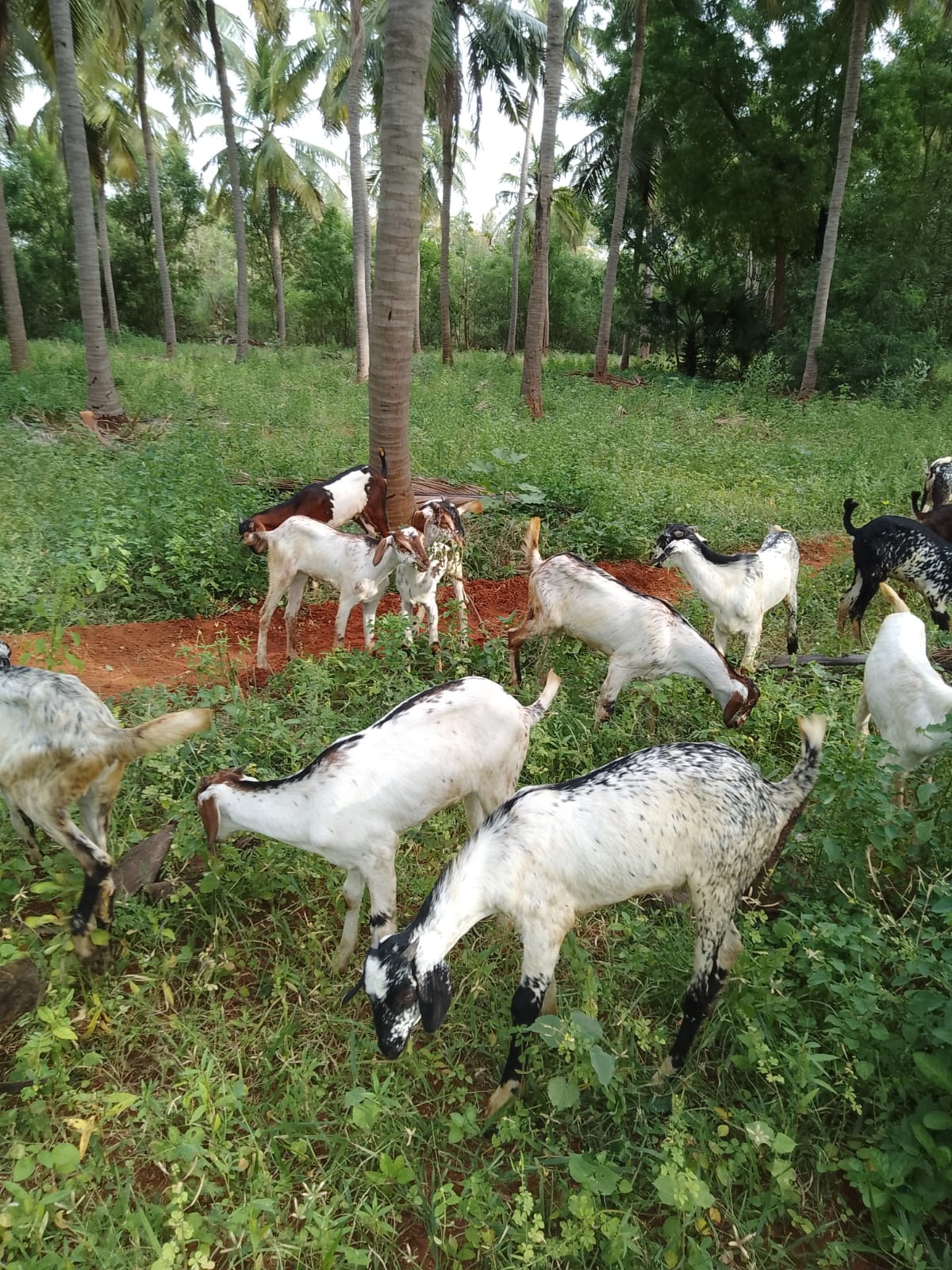 bakra image